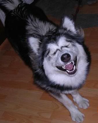 happyhusky.jpg