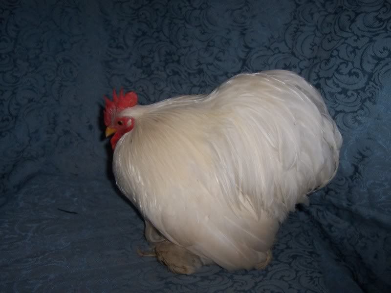 White Pekin