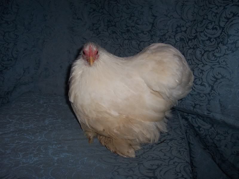 White Pekin