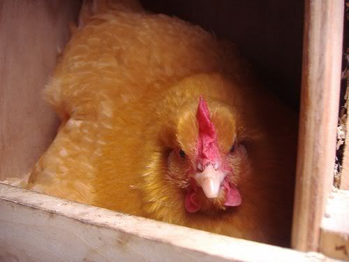 2110064167_c53e5e9892.jpg?t=1237402399