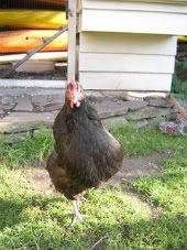 Chickens002-1.jpg?t=1248878727