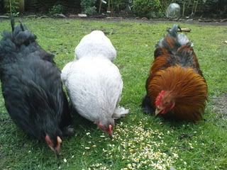 DSC00045.jpg?t=1248878956