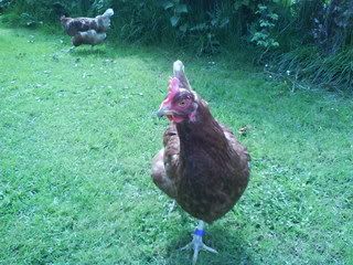 DSC00169.jpg?t=1241815025