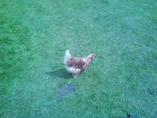 DSC00172.jpg?t=1241815087