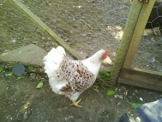 DSC00199.jpg?t=1242508472