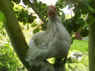 DSC00204.jpg?t=1247426122