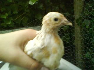 DSC00271.jpg?t=1243451863