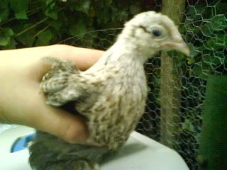 DSC00272.jpg?t=1243451933