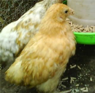 DSC00278-1.jpg?t=1243451742