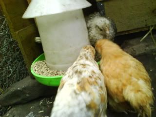 DSC00279.jpg?t=1243451820