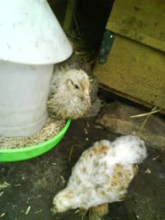 DSC00281.jpg?t=1243451914