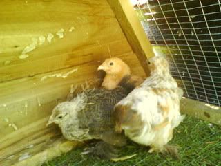 DSC00286.jpg?t=1243544702