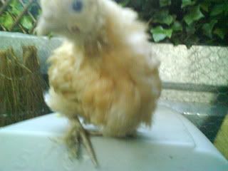 DSC00307.jpg?t=1243544527