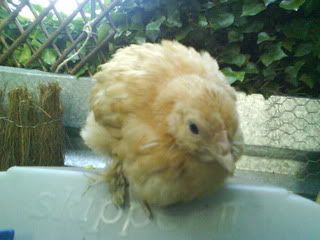 DSC00308.jpg?t=1243544504