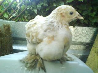 DSC00311.jpg?t=1243544567