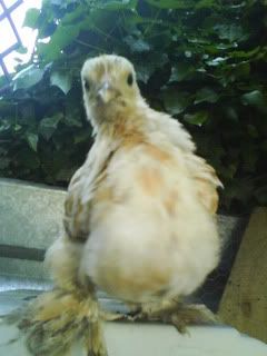 DSC00312.jpg?t=1243544609