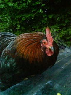 DSC00357.jpg?t=1246614323