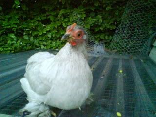 DSC00358.jpg?t=1247426088