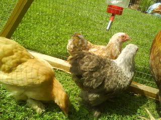 DSC00504.jpg?t=1248878530