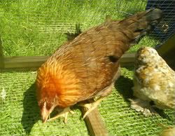 DSC00513.jpg?t=1248878501