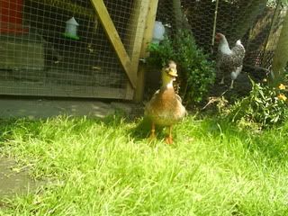 DSC00518.jpg?t=1246281178