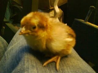 DSC00525.jpg?t=1250431779