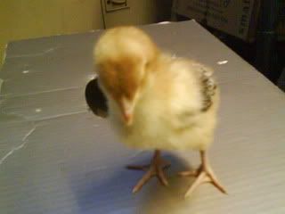 DSC00552-1.jpg?t=1250431985