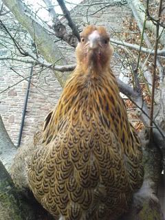 DSC00589-1.jpg?t=1270585111