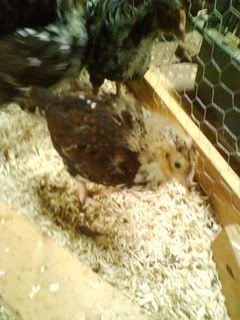 DSC00935.jpg?t=1250432055