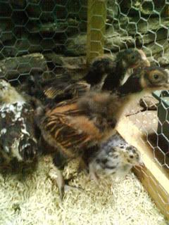 DSC00937.jpg?t=1250432088