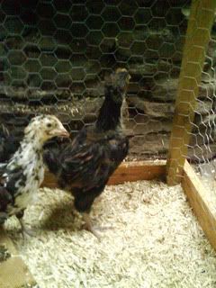 DSC00938.jpg?t=1250432118