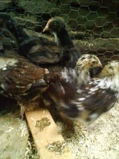 DSC00939.jpg?t=1250432181