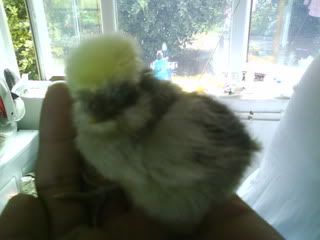 DSC01165.jpg?t=1251573683