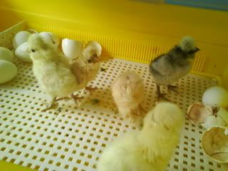 DSC01167.jpg?t=1251573706