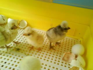 DSC01168.jpg?t=1251573725