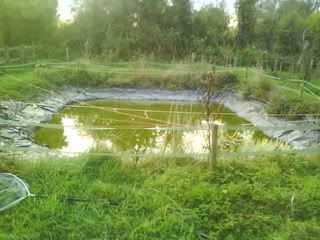 DSC01213.jpg?t=1253307875