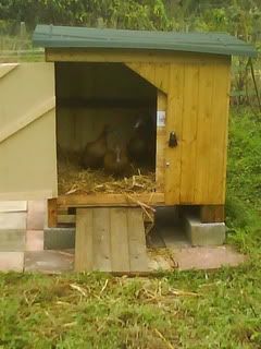 DSC01238.jpg?t=1256484346