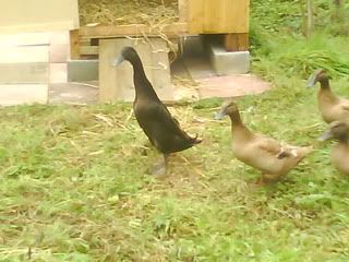 DSC01244.jpg?t=1256484603