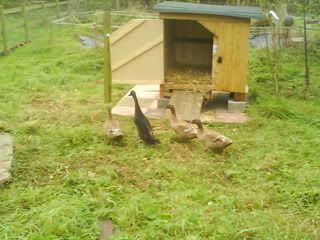 DSC01250.jpg?t=1256484329