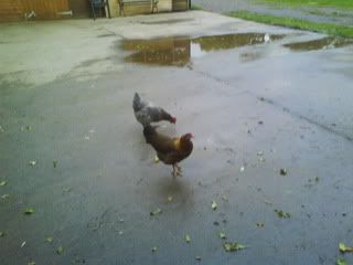 DSC01284.jpg?t=1256498768