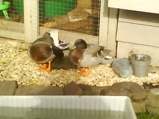 DSC01312.jpg?t=1256498425