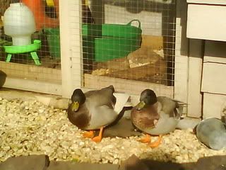 DSC01315.jpg?t=1256498485