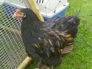 DSC01318.jpg?t=1256498791