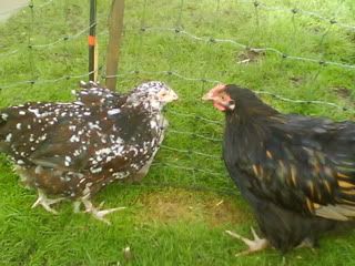 DSC01320.jpg?t=1256498812