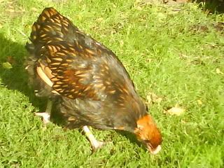 DSC01325.jpg?t=1256498892