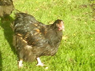 DSC01329.jpg?t=1256498835