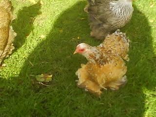 DSC01332.jpg?t=1256501026