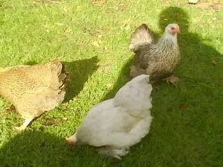 DSC01335.jpg?t=1256501002