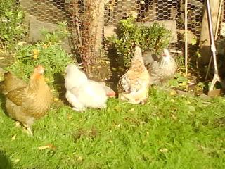 DSC01341.jpg?t=1256500981