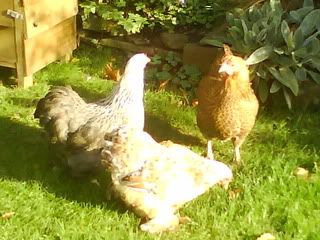 DSC01344.jpg?t=1256500958